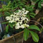 FICHA TÉCNICA — SAUCO -Sambucus peruviana Kunth