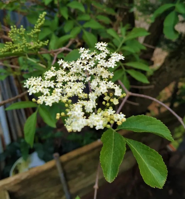 FICHA TÉCNICA — SAUCO -Sambucus peruviana Kunth