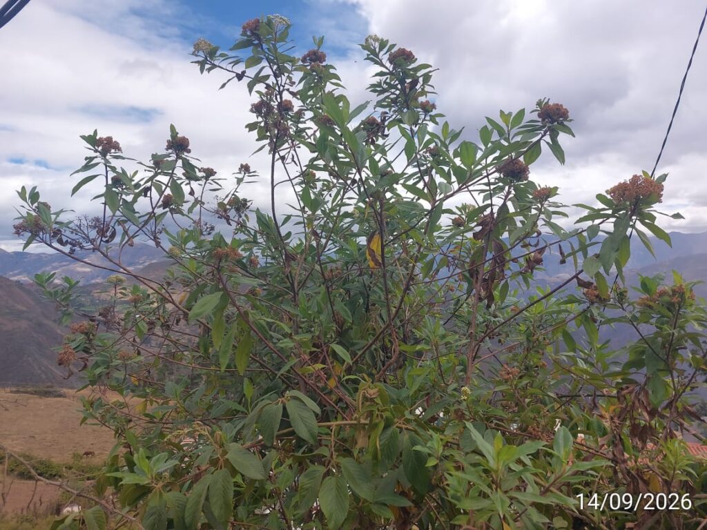 FICHA TÉCNICA — CHILCA – Baccharis salicifolia (Ruiz & Pav.) Pers.