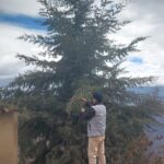 FICHA TÉCNICA — CIPRÉS – Cupressus macrocarpa Hartw.