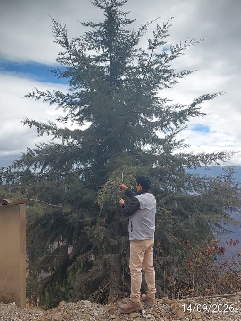 FICHA TÉCNICA — CIPRÉS – Cupressus macrocarpa Hartw.