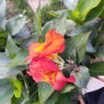 FICHA TÉCNICA — ACHIRA – Canna indica L.