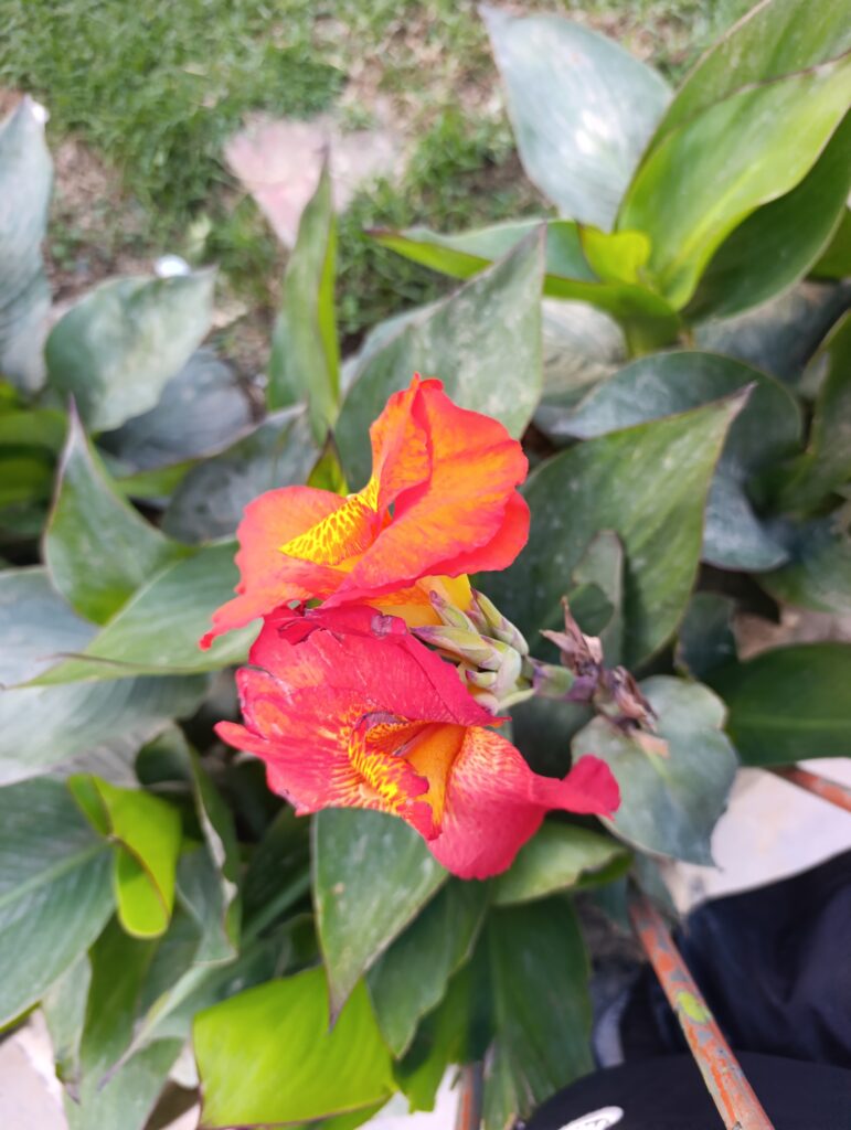 FICHA TÉCNICA — ACHIRA – Canna indica L.