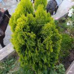 FICHA TÉCNICA — THUYA – Thuja occidentalis L.