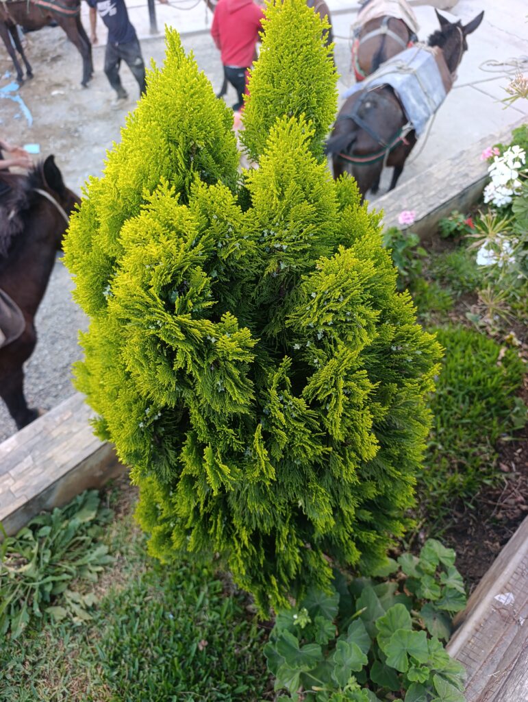FICHA TÉCNICA — THUYA – Thuja occidentalis L.