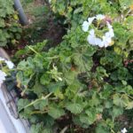 FICHA TÉCNICA — GERANIO – Pelargonium x hortorum L.H. Bailey