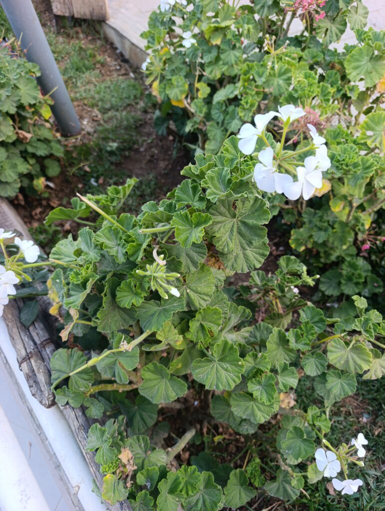 FICHA TÉCNICA — GERANIO – Pelargonium x hortorum L.H. Bailey
