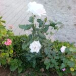 FICHA TÉCNICA — ROSA – Rosa x hybrida / Rosa spp.