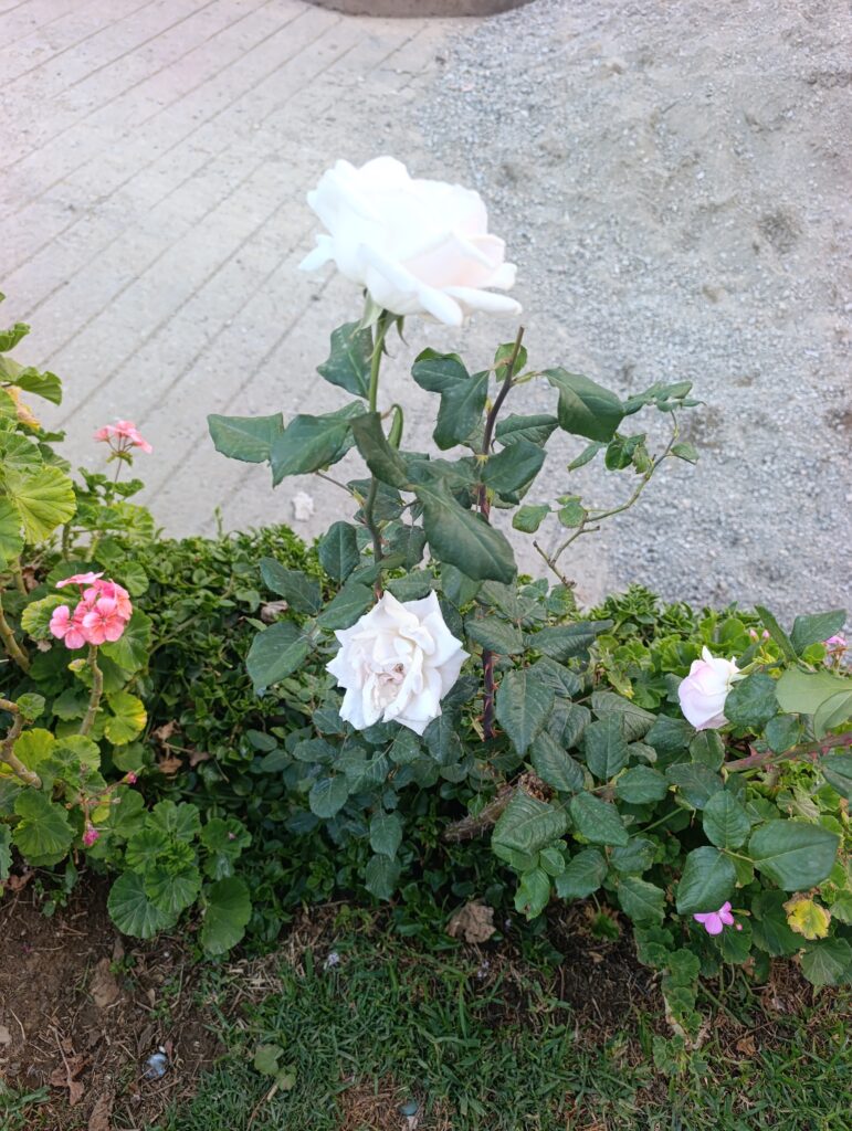 FICHA TÉCNICA — ROSA – Rosa x hybrida / Rosa spp.