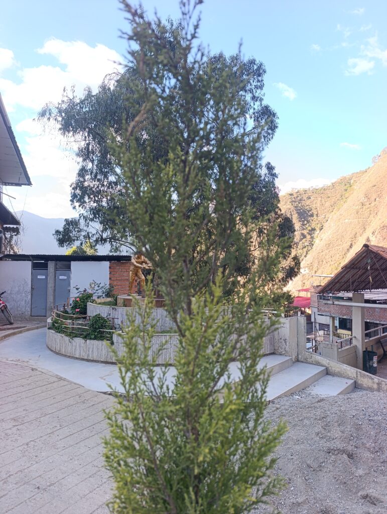 FICHA TÉCNICA — CIPRÉS PIRAMIDAL -(Cupressus sempervirens L. var. stricta)