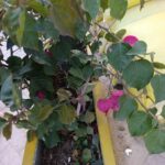 FICHA TÉCNICA — BUGANVILLA ROSADA – Bougainvillea spectabilis Willd.