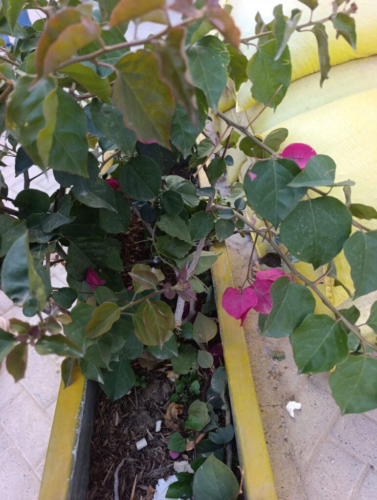 FICHA TÉCNICA — BUGANVILLA ROSADA – Bougainvillea spectabilis Willd.