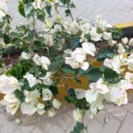 FICHA TÉCNICA — BUGANVILLA BLANCA -Bougainvillea glabra var. ‘Alba’