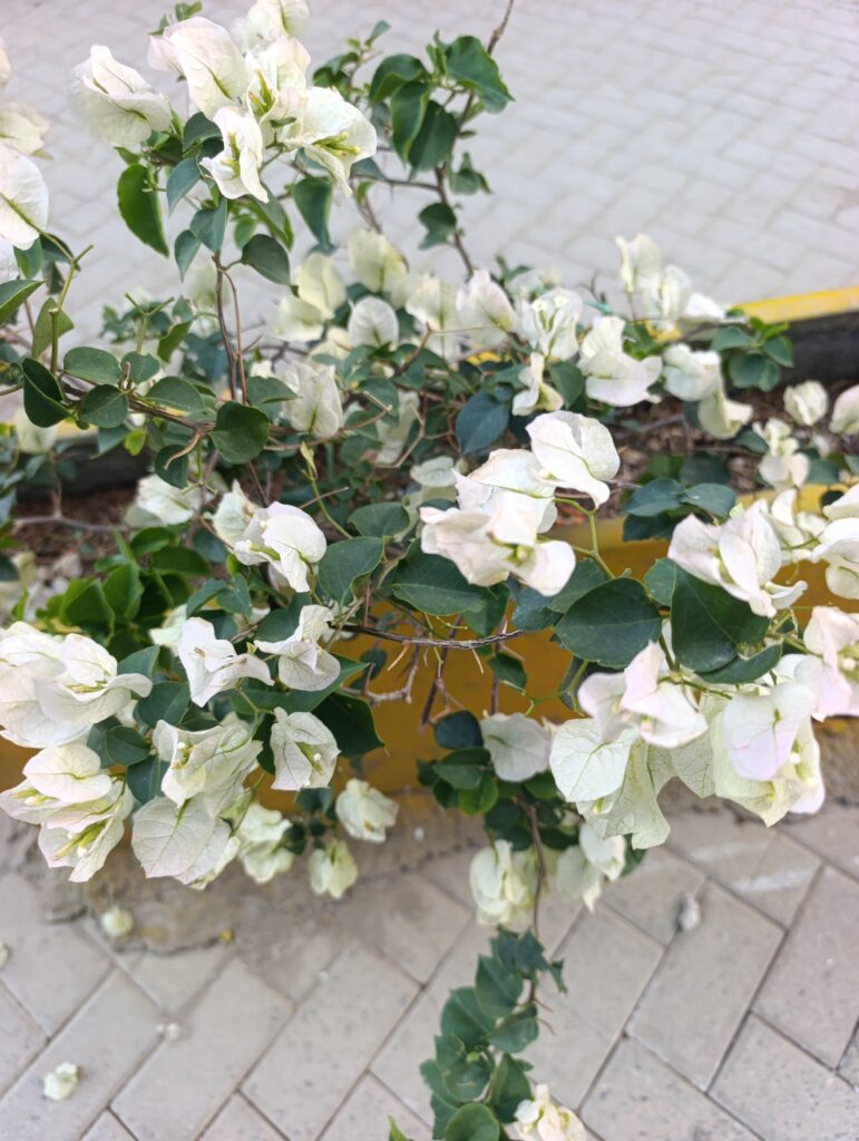 FICHA TÉCNICA — BUGANVILLA BLANCA -Bougainvillea glabra var. ‘Alba’