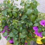FICHA TÉCNICA — BUGANVILLA MORADA – Bougainvillea glabra  Choisy