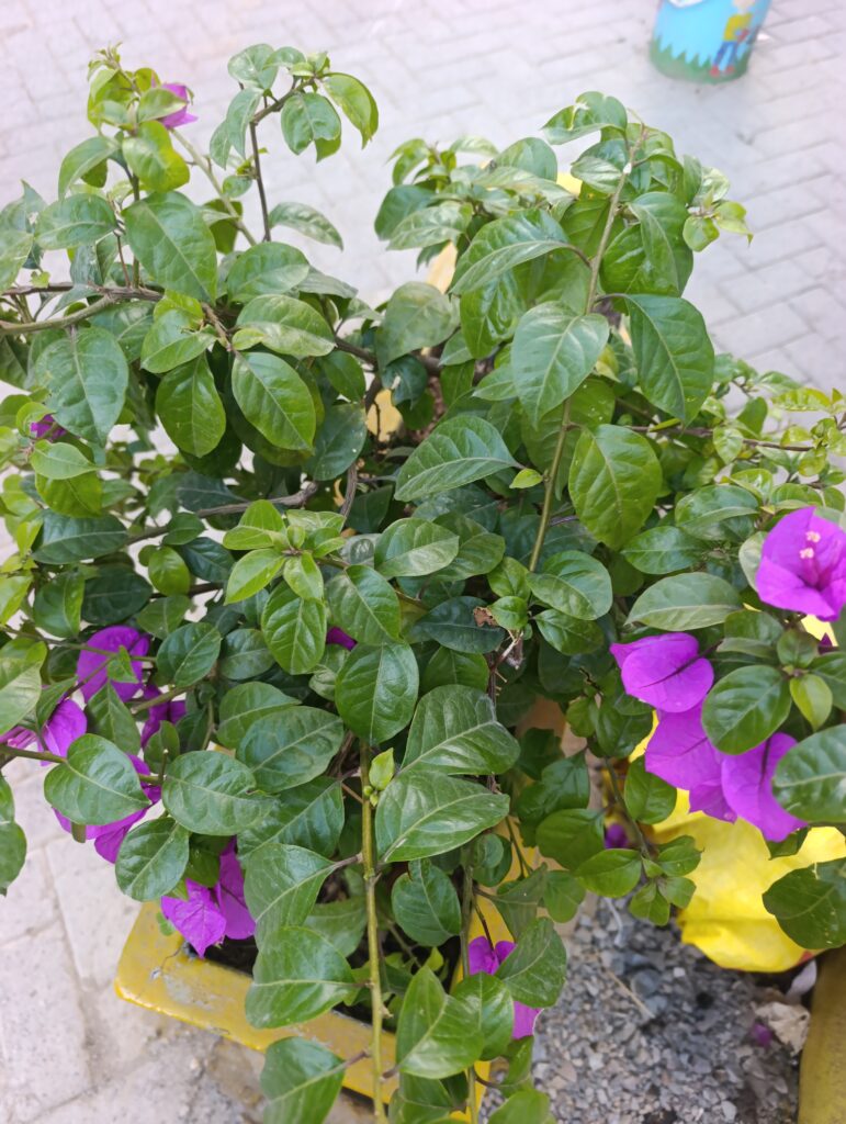 FICHA TÉCNICA — BUGANVILLA MORADA – Bougainvillea glabra Choisy